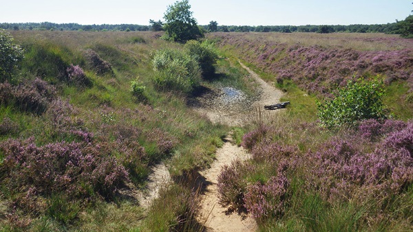 Moorland near Noorder Poort